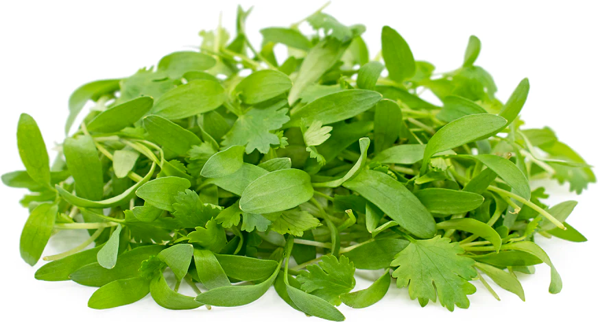 Micro Coriander