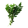 Curry Leaves Pack