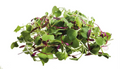 Micro Mixed Salad