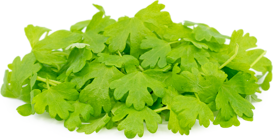 Micro Celery
