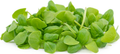 Micro Green Basil