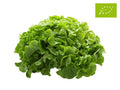 Organic Green Oak Leaf Salad