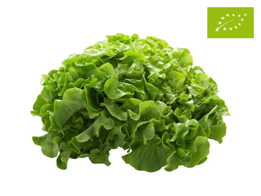 Organic Green Oak Leaf Salad