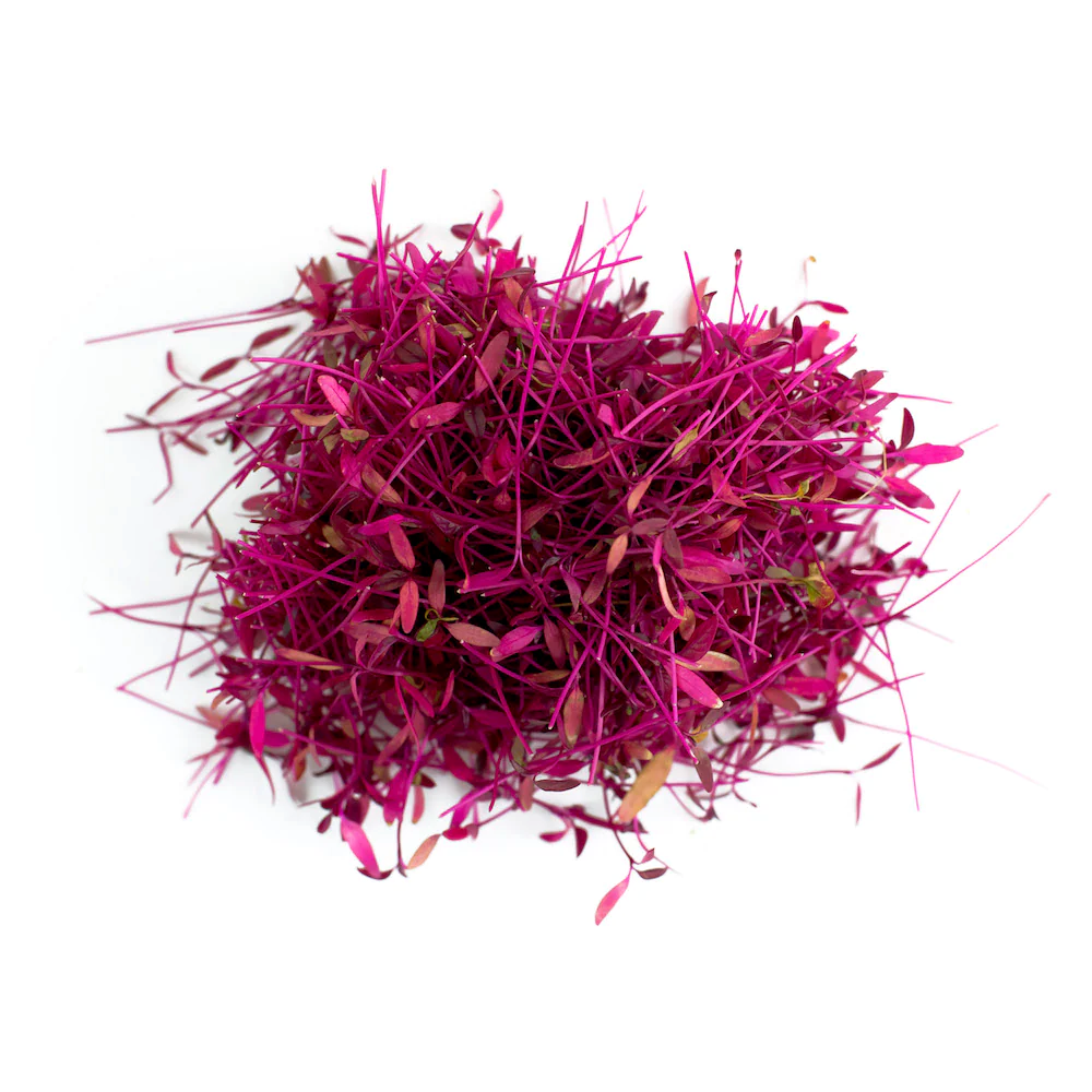 Micro Red Amaranth