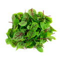 Micro Red Vein Sorrel