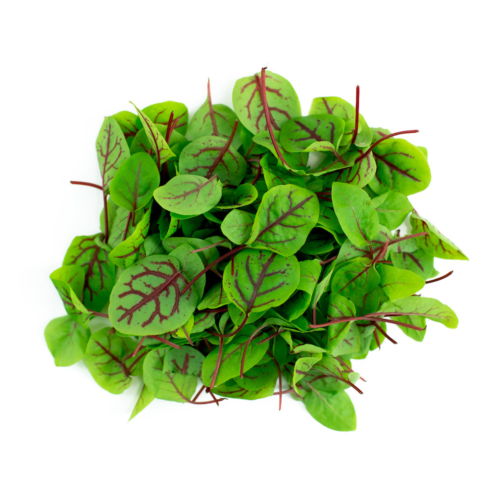 Micro Red Vein Sorrel