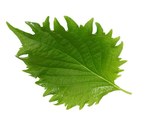 Micro Green Shiso Leaves Pack