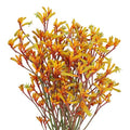 ANIGOZANTHOS GOLD FEVER (Batches of 10 stems)