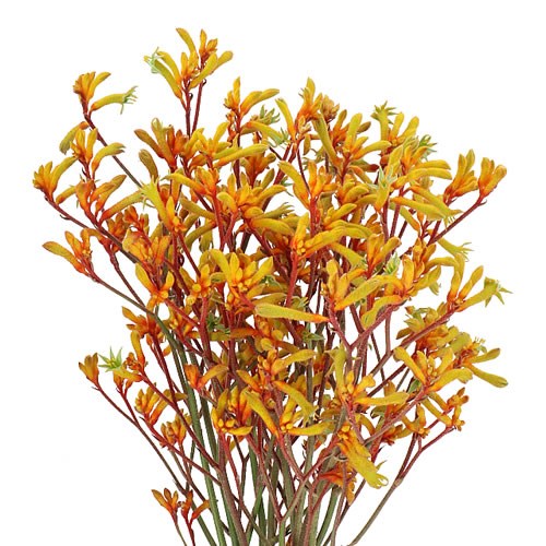 ANIGOZANTHOS GOLD FEVER (Batches of 10 stems)
