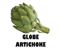 Globe Artichoke