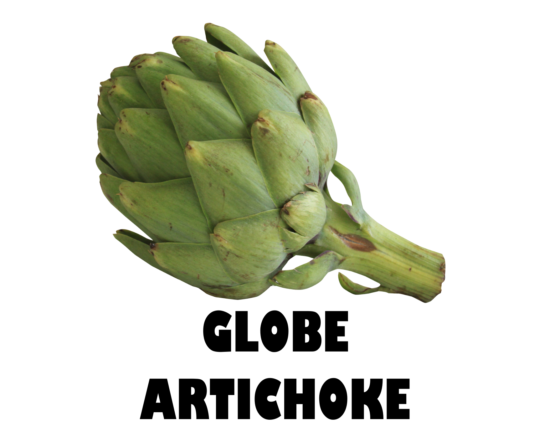 Globe Artichoke