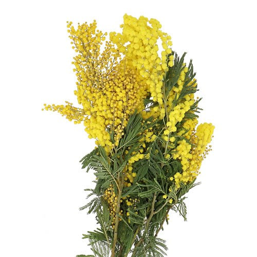 ACACIA MIMOSA (Batches of 5 stems)