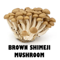 BROWN SHIMEJI MUSHROOM
