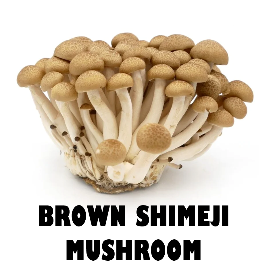 BROWN SHIMEJI MUSHROOM