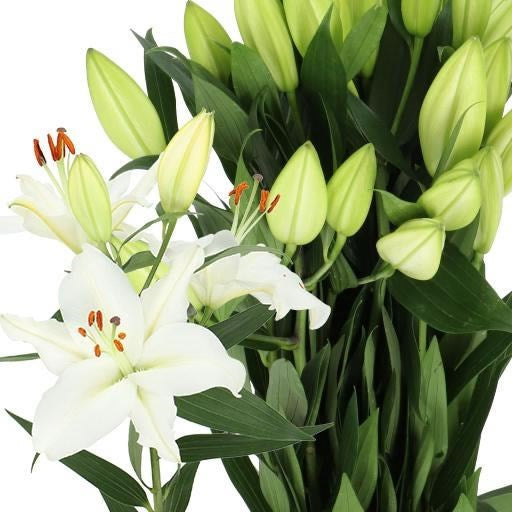 White Lily (Batches of 5 stems)