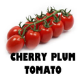 Stem of Cherry Plum Tomato