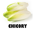 White Chicory - 250g