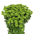 CHRYSANT SAN COUNTRY (Batches of 5 stems)