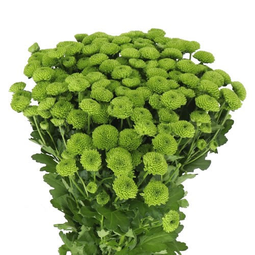 CHRYSANT SAN COUNTRY (Batches of 5 stems)