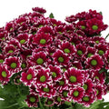 CHRYSANT SAN DOPPIA (Batches of 5 stems)