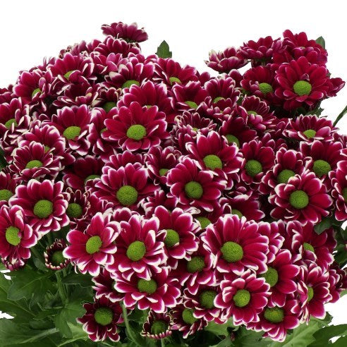 CHRYSANT SAN DOPPIA (Batches of 5 stems)