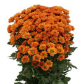 CHRYSANT SAN INSTA (Batches of 5 stems)