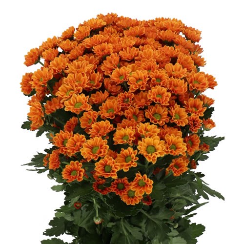 CHRYSANT SAN INSTA (Batches of 5 stems)