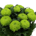 CHRYSANT SGL. ALEMANI (Batches of 5 stems)