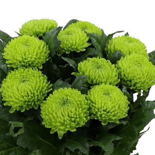 CHRYSANT SGL. ALEMANI (Batches of 5 stems)