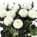 CHRYSANT SGL. SUPERBOWL (Batches of 5 stems)
