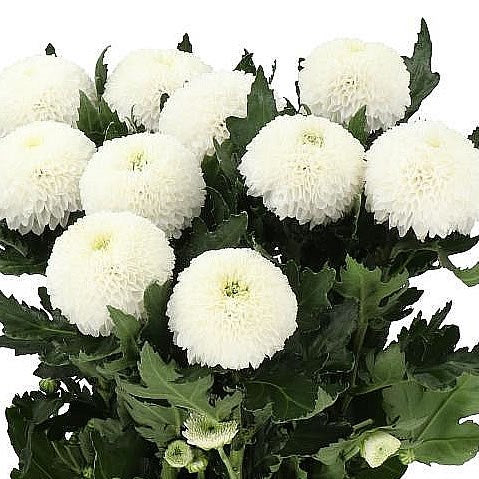 CHRYSANT SGL. SUPERBOWL (Batches of 5 stems)