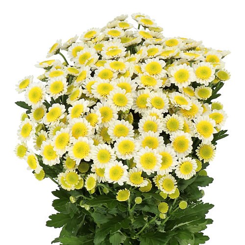 CHRYSANT SUN UP (Batches of 5 stems)