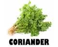 Coriander - Bunch
