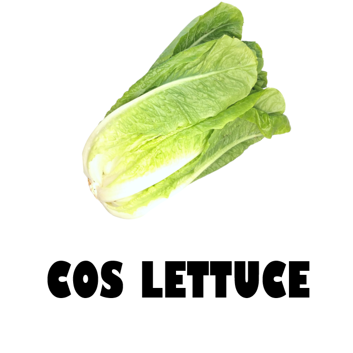 Cos Lettuce