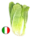 Cos Letucce from Italy