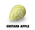 Custard Apple