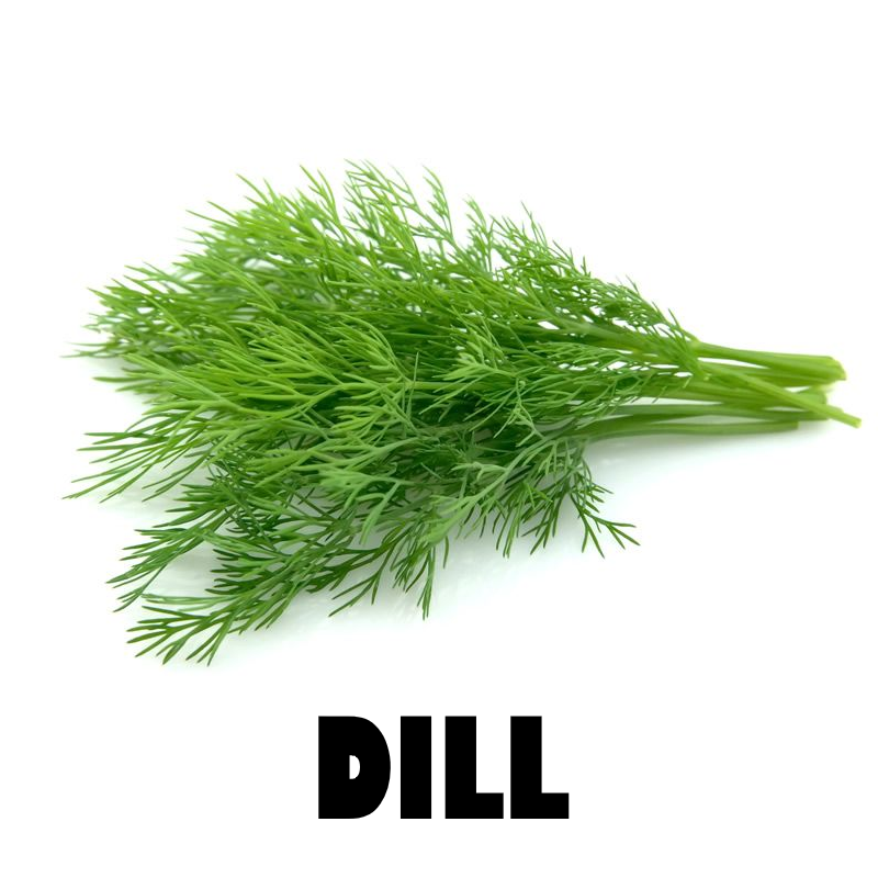 Dill - Bunch