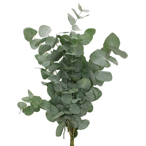 EUCALYPTUS CINEREA (Batches of 5 stems)