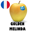GOLDEN MELINDA APPLE