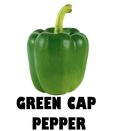 Bell Pepper Green