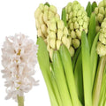 CHINA PINK (Batches of 5 stems)