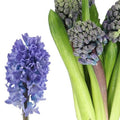 HYACINTHS DELFT BLUE (Batches of 5 stems)
