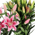 Lily Pink (Batches of 5 stems)