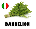 Dandelion Bunch