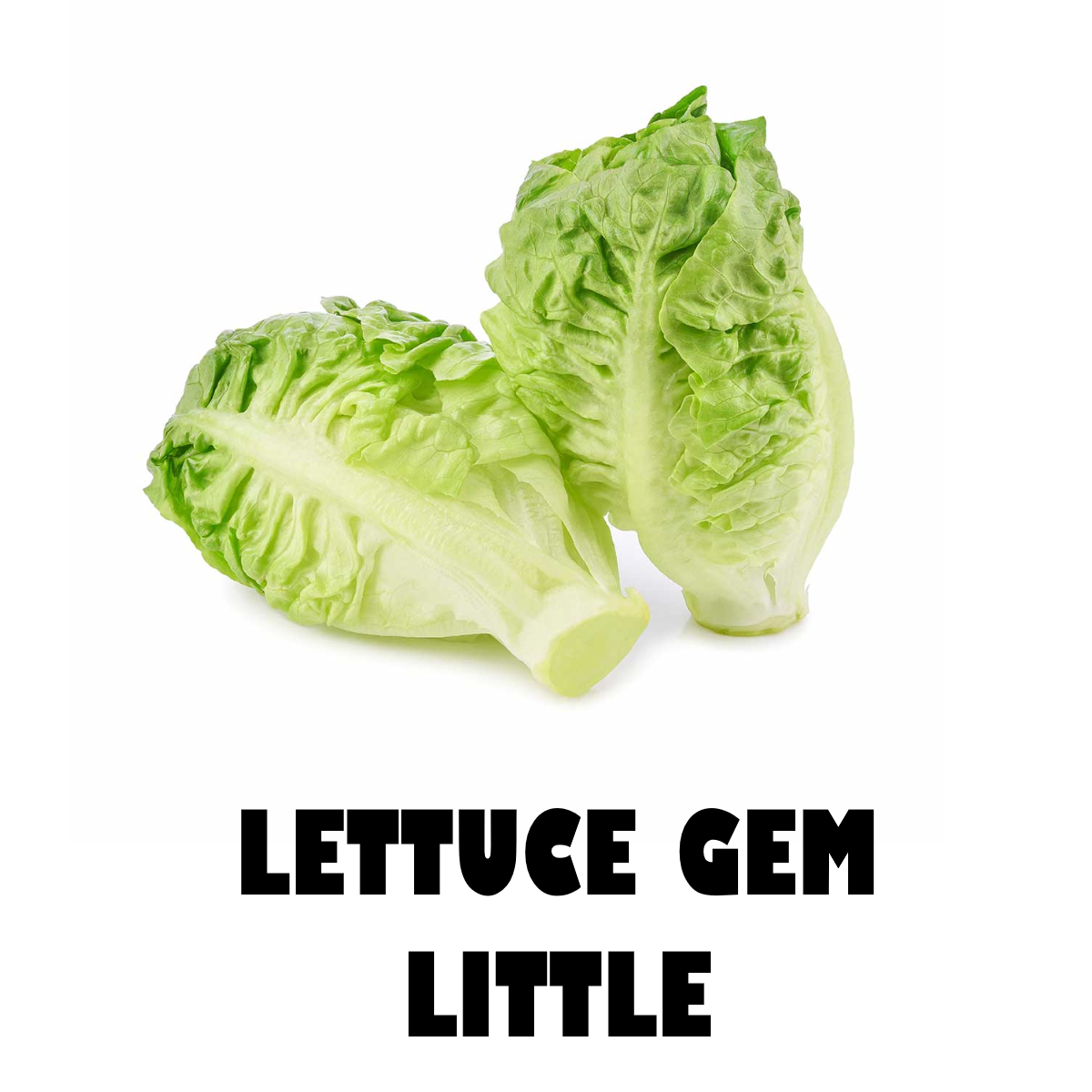 Gem Lettuce Pack