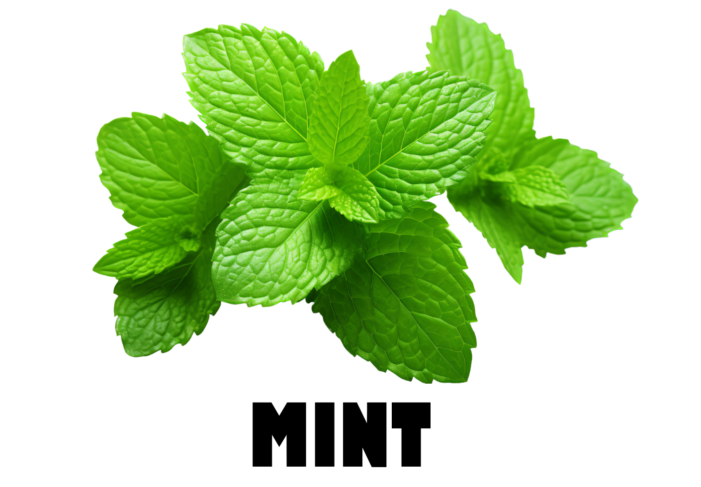MInt - Bunch