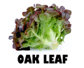 Organic Red Oak Leaf Salad