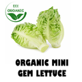 Organic Gem Lettuce Pack
