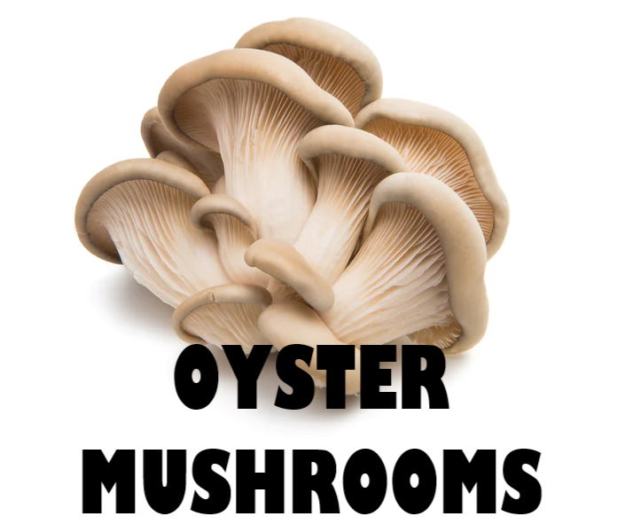 OYSTER MUSHROOM - 250g