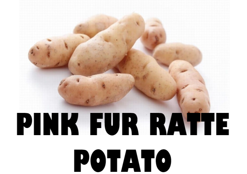 PINK FUR RATTE POTATO - 250g